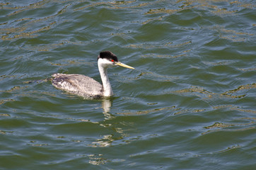Western Grebe Swimming in the Lake