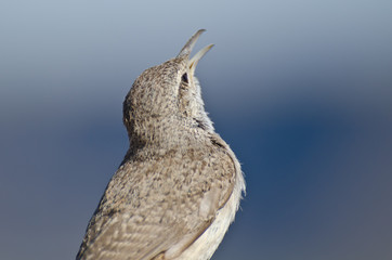 Singing Rock Wren