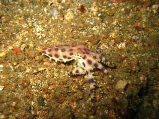 Blauring-Octopus © wernerrieger