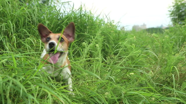 cute dog running having fun in the grass