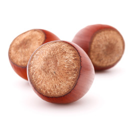 hazelnut or filbert nut isolated on white background cutout