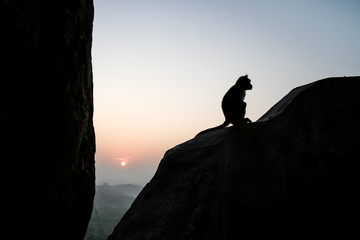 Monkey sitting silhouette at dawn