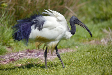 African sacred ibis on grass