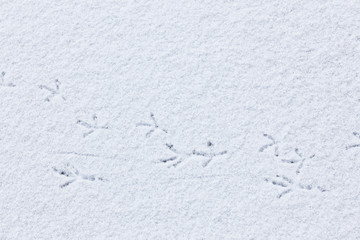 Bird tracks on snow