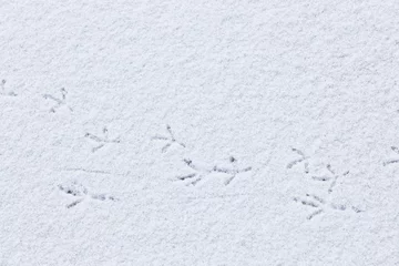 Fotobehang Bird tracks on snow © Juhku