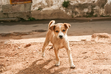 Cute stray puppy in streets of india