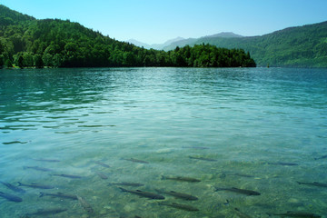 Azure lake / Limpid blue water with fishes