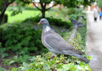Pigeon