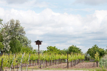 Fototapeta na wymiar birdhouse in the vineyards