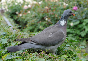 Pigeon