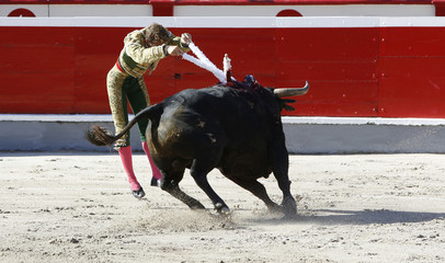 Bullfighter and bull