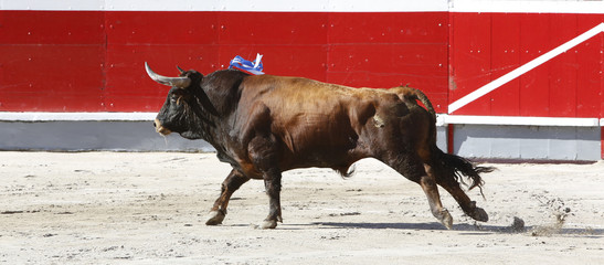 bull in the bullring