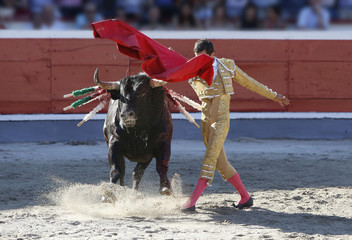 bull in the bullring