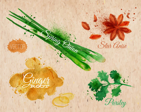 Spices herbs watercolor star anise, parsley, spring onion,