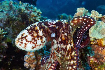 Reef octopus