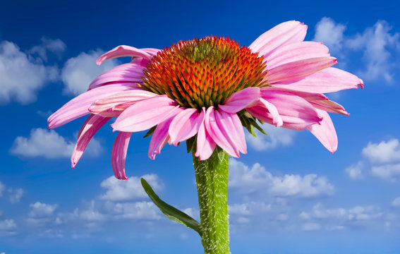 Purple Cone Flower