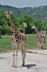Giraffes