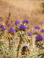 Distelblüten auf Gran Canaria