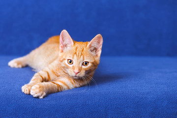 Red kitten on blue background
