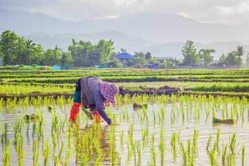 farmer in asia © NewSaetiew