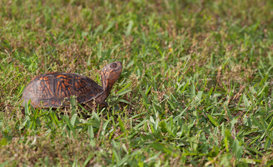 Sunning turtle