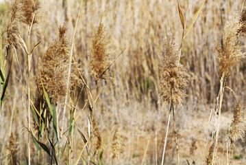 Sugarcane flower in the field