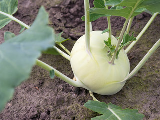 Gem&uuml;sebau - Kohlrabi