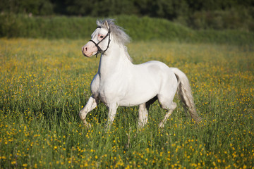 Obraz na płótnie Canvas White Horse Sports Outdoors