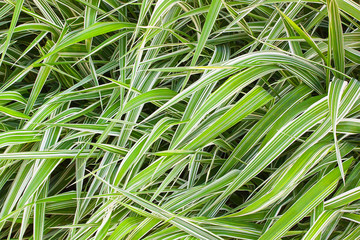 green grass can be used as background