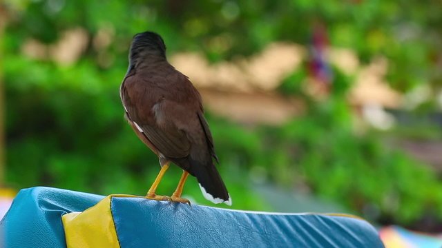Common Myna (Acridotheres tristis), Thailand