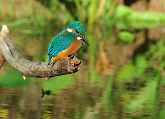 Kingfisher fish lie in wait