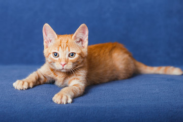 Red kitten on blue background