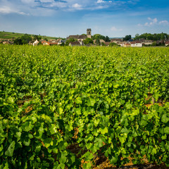 Fototapeta na wymiar Village viticole de Bourgogne