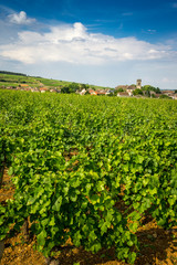 Fototapeta na wymiar Village viticole de Bourgogne