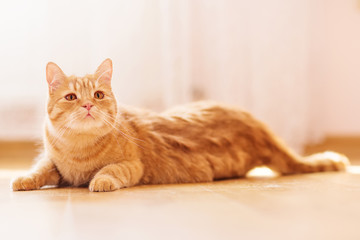 cat with red fur