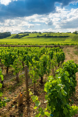 Fototapeta na wymiar vignes de Bourgogne
