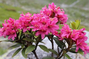 Alpenrose (Rhododendron hirsutum)