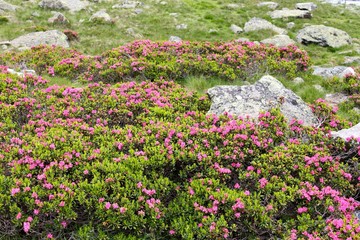Obraz premium Alpenrose (Rhododendron hirsutum)