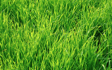 Green juicy grass as background