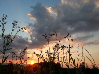 Sunset on the meadow