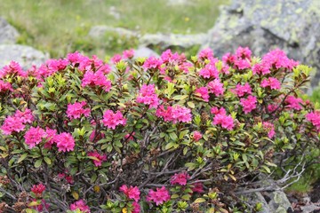 Alpenrose (Rhododendron hirsutum)
