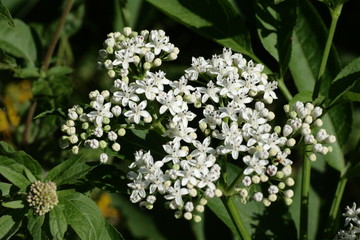 Sureau hi&egrave;ble (sambucus ebulus)