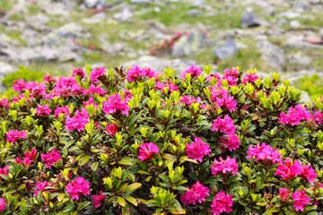 Fototapeta premium Alpenrose (Rhododendron hirsutum)