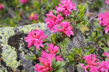 Obraz premium Alpenrose (Rhododendron hirsutum)