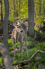 White-Tailed Deer (Odocoileus virginianus) In Amongst Forest