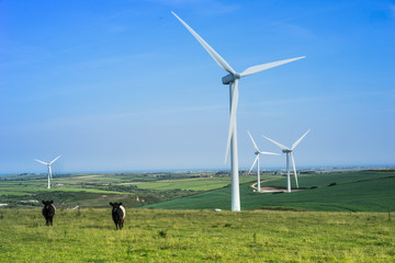 Wind farm with grazing cattle and turbines