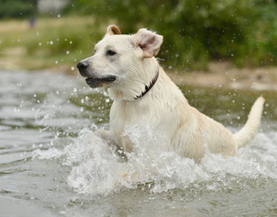 Labrador Retriever de sauter dans l'eau