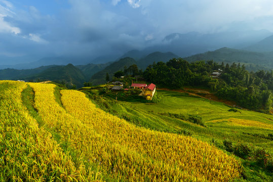 Golden rice terraces in Vitnam.