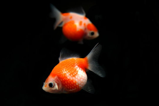 ピンポンパール」の写真素材 | 332件の無料イラスト画像 | Adobe Stock