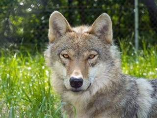 Naklejka premium European gray wolf (Canis lupus lupus)